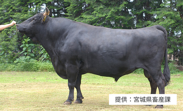 いなげやの国産牛肉