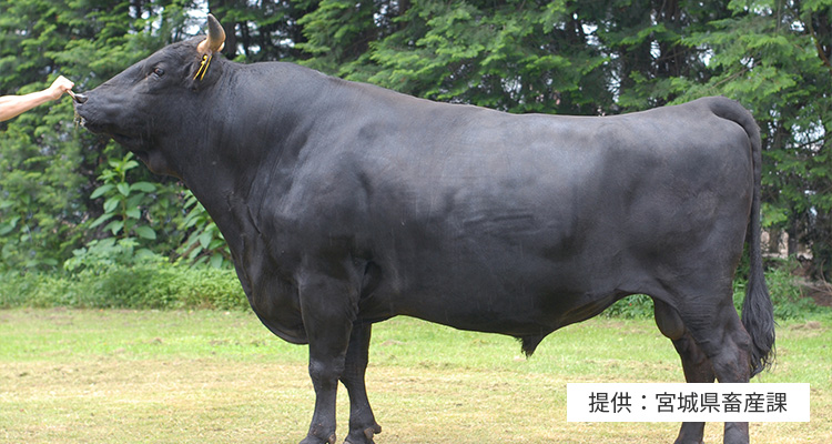 国産牛肉の個体識別検索